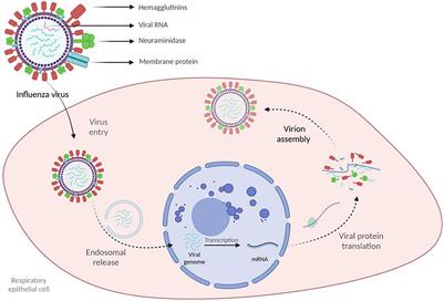 Frontiers | Influenza A, Influenza B, And SARS-CoV-2 Similarities And ...